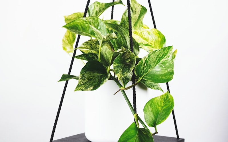 2026世界杯半决赛阿根廷对阵法国赛前新闻发布会现场照片